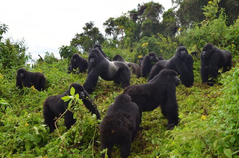 Bwindi Impenetrable Forest, Uganda